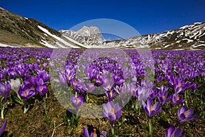 Campo Imperatore with violet crocus flowering