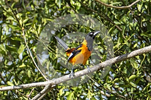 The campo troupial or campo oriole Icterus jamacaii is a species of bird in the family Icteridae photo
