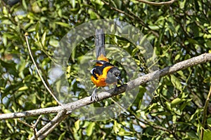 The campo troupial or campo oriole Icterus jamacaii is a species of bird in the family Icteridae photo