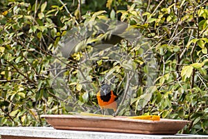 The campo troupial or campo oriole Icterus jamacaii is a species of bird in the family Icteridae