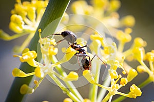 Camponotus aethiops eating nectar