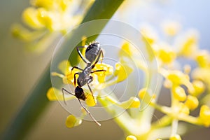 Camponotus aethiops eating nectar