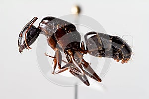 Camponotus aethiops queen