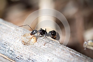 Camponotus aethiops worker