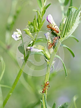 Camponotus castaneus ants on a plant in a Texas meadow