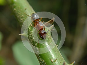 Camponotus floridanus, or Florida carpenter ant