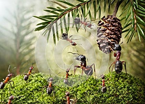 Camponotus and formica quarrel for cone