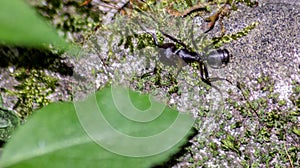 Camponotus, The genus includes ants of considerable size, which are characterized by: clipeo generally developed, with the i