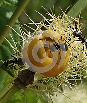 Camponotus inflatus