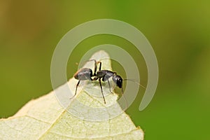 Camponotus Japonicus Mayr on plant