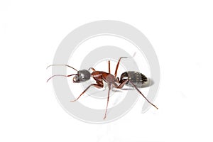 Camponotus ligniperda walking