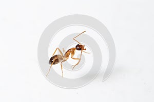 Camponotus nylanderi cleans its antennae