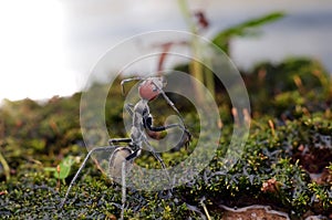 Camponotus singularis