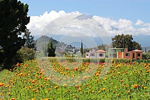 Campos de flor de cempasÃºchil entre montaÃ±as