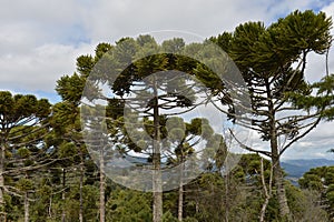 Campos do Jordao photo