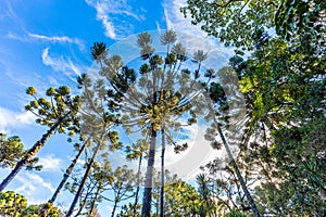 Campos do Jordao, Brazil. Araucaria tree, very tipical in the cit