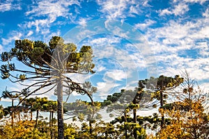 Campos do Jordao, Brazil. Araucaria tree, very tipical in the cit