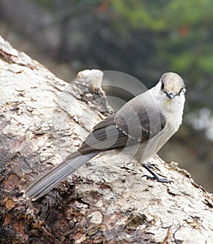 Camprobber - the Gray Jay