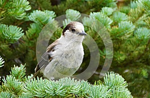 Camprobber - the Gray Jay