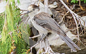 Camprobber - the Gray Jay