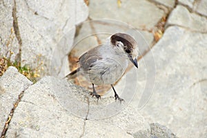 Camprobber - the Gray Jay