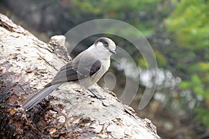 Camprobber - the Gray Jay