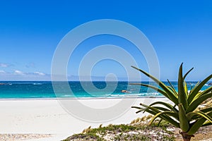 Camps Bay Beach behind palm trees, Cape Town