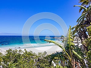 Camps Bay Beach behind palm trees, Cape Town