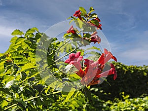 Campsis flowers on a background of blue sky and green leaves. Big red flowers in sunlight