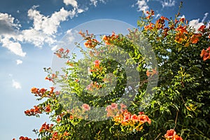 Campsis grandiflora, aka Chinese trumpet vine photo