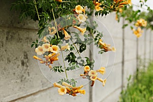 Campsis radicans flavus with yellow flowers on a gray fence. Selective focus.