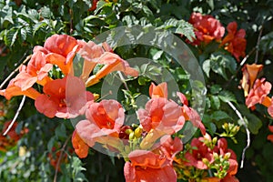 Campsis radicans trumpet vine or trumpet creeper, also known in North America as cow itch vine or hummingbird vine. photo