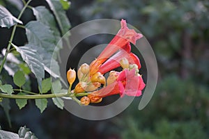 Campsis radicans, the trumpet vine or trumpet creeper  is a species of flowering plant of the family Bignoniaceae. Berlin, Germany