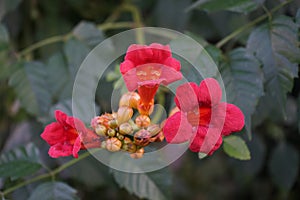 Campsis radicans, the trumpet vine or trumpet creeper  is a species of flowering plant of the family Bignoniaceae. Berlin, Germany