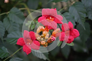 Campsis radicans, the trumpet vine or trumpet creeper  is a species of flowering plant of the family Bignoniaceae. Berlin, Germany