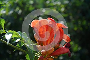 Campsis radicans, the trumpet vine or trumpet creeper  is a species of flowering plant of the family Bignoniaceae. Berlin, Germany