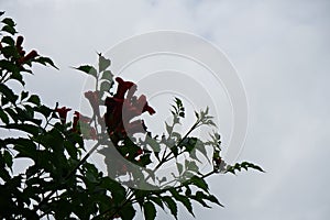 Campsis radicans, the trumpet vine or trumpet creeper is a species of flowering plant of the family Bignoniaceae. Germany