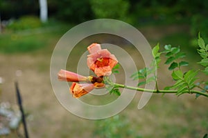 Campsis x tagliabuana \'Madame Galen\' blooms in July. Berlin, Germany