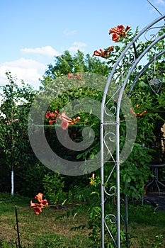 Campsis x tagliabuana \'Madame Galen\' blooms in July. Berlin, Germany