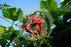 Campsis Ã— tagliabuana `Madame Galen` is a mid-19th-century hybrid. Berlin, Germany