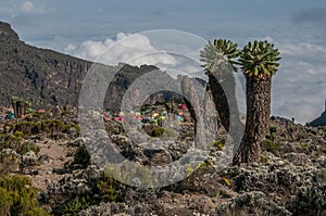 The campsite, Barranco, Kilimanjaro