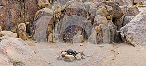 Campsite Fire Ring