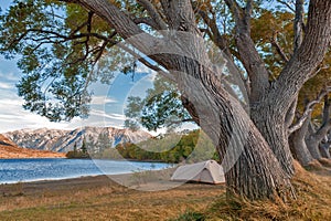 Campsite at Lake Pearson / Moana Rua Wildlife Refuge located in Craigieburn Forest Park in Canterbury, New Zealand