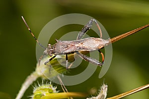 Camptopus lateralis bug