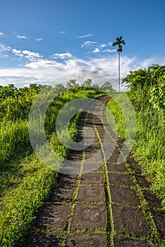 Campuhan Ridge Walk, scenic hiking trail in Ubud, Bali, Indonesia