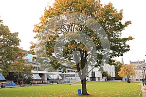 Campus of Trinity College in Dublin - Ireland elite educational university - Dublin tourism - Autumn colors