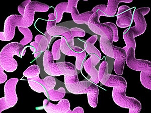 A campylobacter bacteria