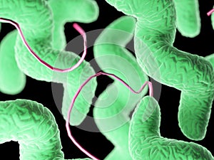 A campylobacter bacteria