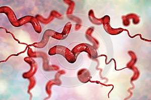 Campylobacter bacteria, the causative agent of food infections