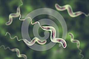 Campylobacter bacteria, the causative agent of food infections photo